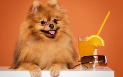 Como mantener a mi perro fresquito