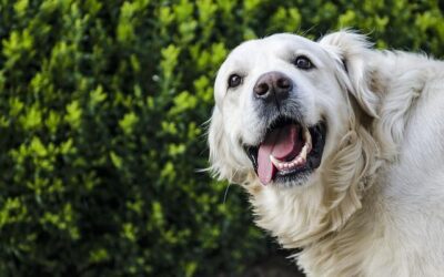 Cuidado dental en perros