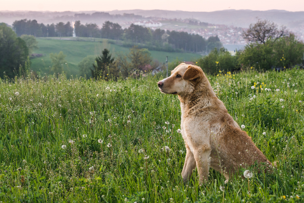 Por qué cortar el pelo de los perros en verano