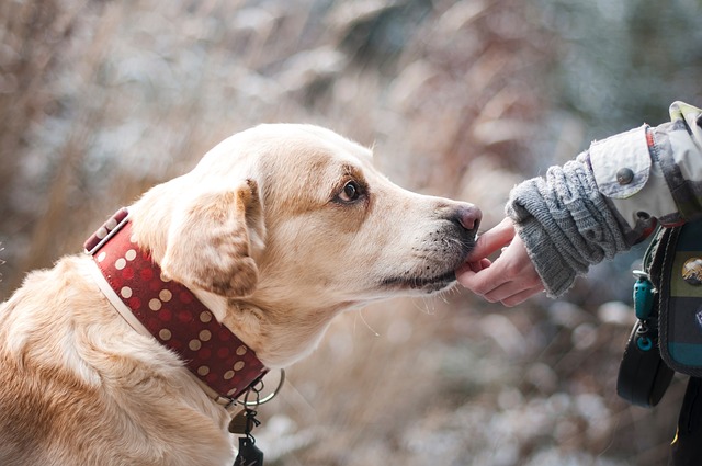 Consejos para elegir el mejor snack dental para tu perro